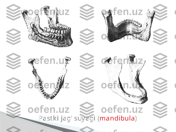 Past k i jag‘ suy agi   ( mandibula )     