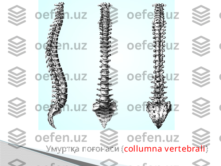 Умуртқа поғонаси ( с ollumna v ert ebrali )     