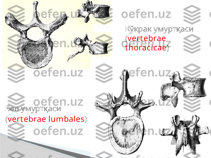 Бел умуртқаси
( v ert ebrae lumbales )   Кўкрак умуртқаси 
( v ert ebrae 
t horacicae )        