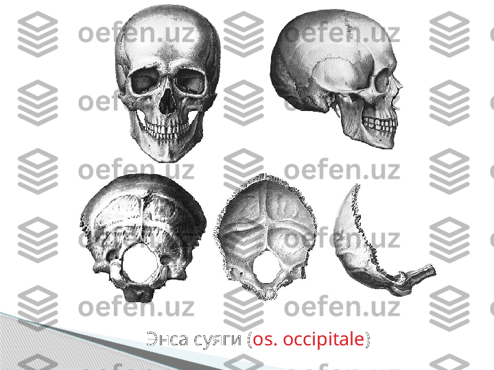 Энса суяги  ( os. occipitale )     