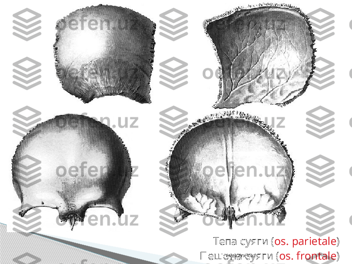 www.arxiv.uzТепа суяги ( os. parietale )
Пешона суяги ( os. frontale )     