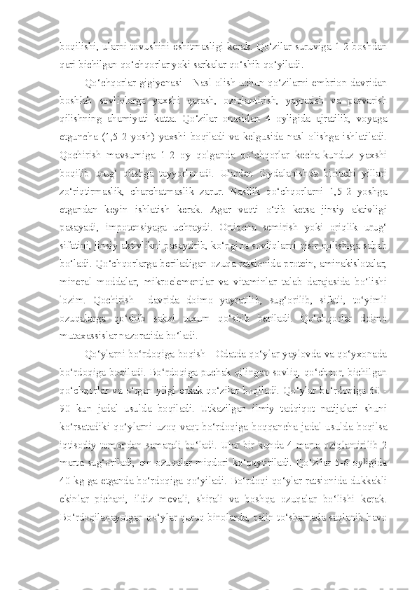 boqilishi, ularni tovushini eshitmasligi kerak. Qo‘zilar suruviga 1-2 boshdan
qari bichilgan qo‘chqorlar yoki sarkalar qo‘shib qo‘yiladi.
Qo‘chqorlar gigiyenasi - Nasl olish uchun qo‘zilarni embrion davridan
boshlab   sovliqlarga   yaxshi   qarash,   oziqlantirish,   yayratish   va   parvarish
qilishning   ahamiyati   katta.   Qo‘zilar   onasidan   4   oyligida   ajratilib,   voyaga
etguncha   (1,5-2   yosh)   yaxshi   boqiladi   va   kelgusida   nasl   olishga   ishlatiladi.
Qochirish   mavsumiga   1-2   oy   qolganda   qo‘chqorlar   kecha-kunduz   yaxshi
boqilib   urug‘   olishga   tayyorlanadi.   Ulardan   foydalanishda   birinchi   yillari
zo‘riqtirmaslik,   charchatmaslik   zarur.   Nasllik   qo‘chqorlarni   1,5-2   yoshga
etgandan   keyin   ishlatish   kerak.   Agar   vaqti   o‘tib   ketsa   jinsiy   aktivligi
pasayadi,   impotensiyaga   uchraydi.   Ortiqcha   semirish   yoki   oriqlik   urug‘
sifatini, jinsiy aktivlikni pasaytirib, ko‘pgina sovliqlarni qisir qolishiga sabab
bo‘ladi. Qo‘chqorlarga beriladigan ozuqa ratsionida protein, aminakislotalar,
mineral   moddalar,   mikroelementlar   va   vitaminlar   talab   darajasida   bo‘lishi
lozim.   Qochirish     davrida   doimo   yayratilib,   sug‘orilib,   sifatli,   to‘yimli
ozuqalarga   qo‘shib   sabzi   tuxum   qo‘shib   beriladi.   Qo‘chqorlar   doimo
mutaxassislar nazoratida bo‘ladi.
Q o‘ylarni bo‘rdoqiga boqish - Odatda qo‘ylar yaylovda va qo‘yxonada
bo‘rdoqiga boqiladi. Bo‘rdoqiga puchak qilingan sovliq, qo‘chqor, bichilgan
qo‘chqorlar  va  o‘tgan  yilgi erkak  qo‘zilar  boqiladi. Qo‘ylar bo‘rdoqiga  60 -
90   kun   jadal   usulda   boqiladi.   Utkazilgan   ilmiy   tadqiqot   natijalari   shuni
ko‘rsatadiki   qo‘ylarni   uzoq   vaqt   bo‘rdoqiga   boqqancha   jadal   usulda   boqilsa
iqtisodiy tomondan samarali bo‘ladi. Ular bir kunda 4 marta oziqlantirilib 2
marta   sug‘oriladi,  em  ozuqalar  miqdori  ko‘paytiriladi.   Qo‘zilar   5-6  oyligida
40 kg ga etganda bo‘rdoqiga qo‘yiladi. Bo‘rdoqi qo‘ylar ratsionida dukkakli
ekinlar   pichani,   ildiz   mevali,   shirali   va   boshqa   ozuqalar   bo‘lishi   kerak.
Bo‘rdoqilanayotgan qo‘ylar quruq binolarda, qalin to‘shamada saqlanib havo 