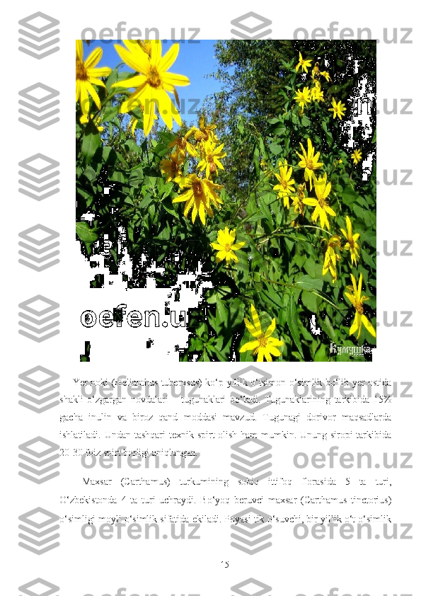 Yer noki (Helianthus tuberosus) ko‘p yillik o‘tsimon o‘simlik bo‘lib yer ostida
shakli   o‘zgargan   novdalari   –   tugunaklari   bo‘ladi.   Tugunaklarining   tarkibida   15%
gacha   inulin   va   biroz   qand   moddasi   mavzud.   Tugunagi   dorivor   maqsadlarda
ishlatiladi. Undan tashqari  texnik spirt olish ham mumkin. Unung siropi tarkibida
20-30 foiz spirt borligi aniqlangan. 
  Maxsar   (Carthamus)   turkumining   sobiq   ittifoq   florasida   5   ta   turi,
O‘zbekistonda   4   ta   turi   uchraydi.   Bo‘yoq   beruvci   maxsar   (Carthamus   tinctorius)
o‘simligi moyli o‘simlik sifatida ekiladi. Poyasi tik o‘suvchi, bir yillik o‘t o‘simlik
  15   