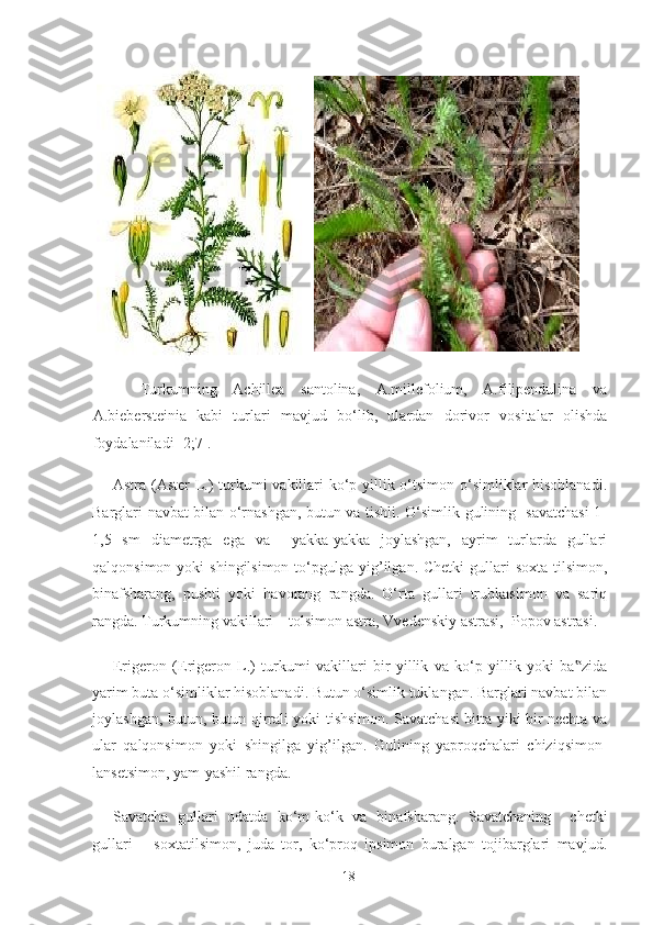       Turkumning   Achillea   santolina,   A.millefolium,   A.filipendulina   va
A.biebersteinia   kabi   turlari   mavjud   bo‘lib,   ulardan   dorivor   vositalar   olishda
foydalaniladi [2;7].   
Astra (Aster L.) turkumi  vakillari ko‘p yillik o‘tsimon o‘simliklar  hisoblanadi.
Barglari navbat bilan o‘rnashgan, butun va tishli. O‘simlik gulining   savatchasi 1-
1,5   sm   diametrga   ega   va     yakka-yakka   joylashgan,   ayrim   turlarda   gullari
qalqonsimon  yoki  shingilsimon  to‘pgulga yig’ilgan. Chetki  gullari  soxta  tilsimon,
binafsharang,   pushti   yoki   havorang   rangda.   O‘rta   gullari   trubkasimon   va   sariq
rangda. Turkumning vakillari – tolsimon astra, Vvedenskiy astrasi,  Popov astrasi. 
Erigeron   (Erigeron   L.)   turkumi   vakillari   bir   yillik   va   ko‘p   yillik   yoki   ba zida‟
yarim buta o‘simliklar hisoblanadi. Butun o‘simlik tuklangan. Barglari navbat bilan
joylashgan, butun, butun qirrali yoki tishsimon. Savatchasi bitta yiki bir nechta va
ular   qalqonsimon   yoki   shingilga   yig’ilgan.   Gulining   yaproqchalari   chiziqsimon-
lansetsimon, yam-yashil rangda.  
Savatcha   gullari   odatda   ko‘m-ko‘k   va   binafsharang.   Savatchaning     chetki
gullari   –   soxtatilsimon,   juda   tor,   ko‘proq   ipsimon   buralgan   tojibarglari   mavjud.
  18   