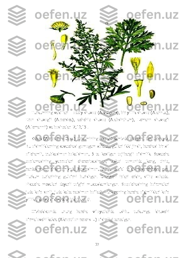 Turkumning vakillari – oddiy shuvoq (A.vulgaris), bir yillik shuvoq (A.annua),
Eron   shuvog’i   (A.persica),   achchiq   shuvoq   (A.absinthum),   Lemann   shuvog’i
(A.lemannii) va boshqalar [7;12;15].  
Kakra (Acroptilon Cass.)  turkumining respublikamizda bittagina turi  uchraydi.
Bu o‘simliklarning savatchasi gomogam xolatda, gullari ikki jinsli, barchasi bir xil
o‘lchamli,   trubkasimon-bokalsimon,   5   ta   kesilgan   tojibargli   o‘simlik.   Savatcha
qoplamasining   yaproqlari   cherepitsasimon,   tashqi   tomonida   keng,   tiniq,
pardasimon,   ichki   tomonda   lansetsimon,   qalin,   dag’al   tolali   tayanchlarga   ega.
Turkum   turlarining   gulo‘rni   burishgan.   Changchi   iplari   erkin,   silliq   xolatda.
Pistacha   mevalari   deyarli   to‘g’ri   mustaxkamlangan.   Soqolchasining   bo‘rtmalari
juda ko‘p sonli, juda kalta patsimon bo‘ladi. Turkumning barcha o‘simliklari ko‘p
yillik tikansiz o‘simliklar hisoblanadi.  
O‘zbekistonda   unung   barcha   viloyatlarida   ushbu   turkumga   kiruvchi
o‘rmalovchi kakra (Akroptilon repens L.) o‘simligi tarqalgan.       
  23   