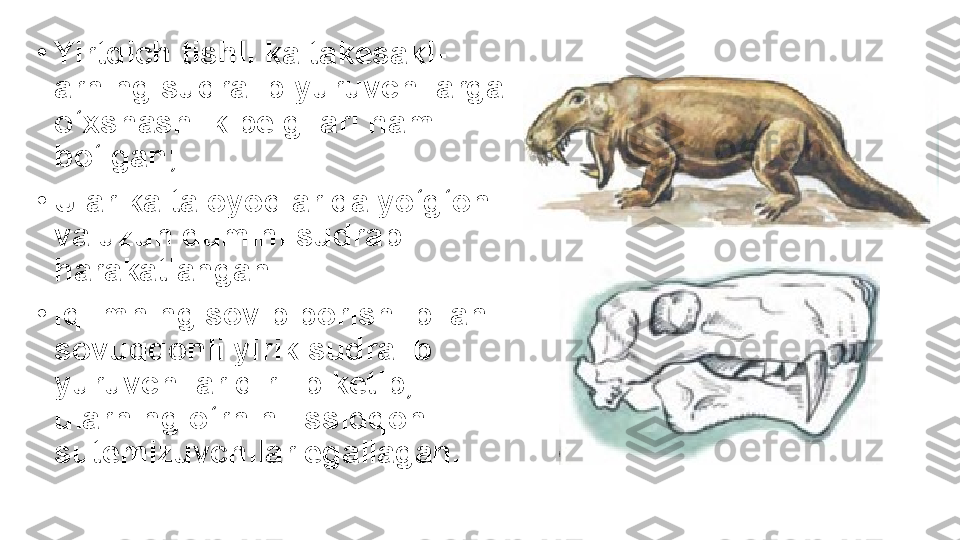 •
Yirtqich tishli kaltakesakl-
arning sudralib yuruvchilarga 
o‘xshashlik belgilari ham 
bo‘lgan;
•
Ular kalta oyoqlarida yo‘g‘on 
va uzun dumini sudrab 
harakatlangan.
•
Iqlimning sovib borishi bilan 
sovuqqonli yirik sudralib 
yuruvchilar qirilib ketib, 
ularning o‘rnini issiqqonli 
sutemizuvchilar egallagan. 