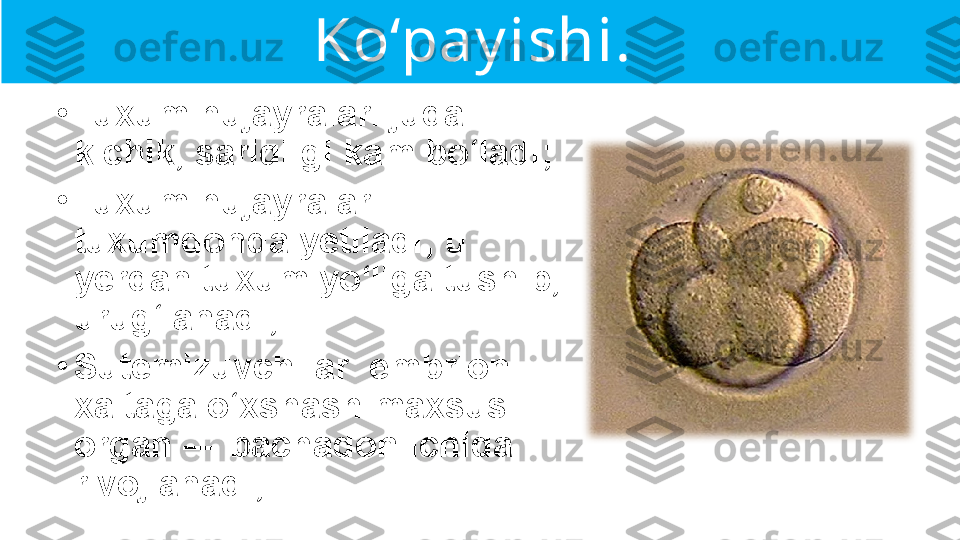 Ko‘pay ishi. 
•
Tuxum hujayralari juda 
kichik, sariqligi kam bo‘ladi;
•
Tuxum hujayralari 
tuxumdonda yetiladi; u 
yerdan tuxum yo‘liga tushib, 
urug‘lanadi;
•
Sutemizuvchilar  embrioni 
xaltaga o‘xshash maxsus 
organ — bachadon ichida 
rivojlanadi; 