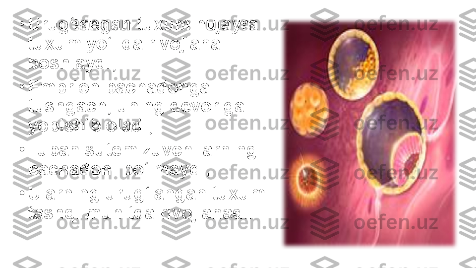 •
Urug‘langan tuxum hujayra 
tuxum yo‘lida rivojlana 
boshlaydi;
•
Embrion bachadonga 
tushgach, uning devoriga 
yopishib oladi;
•
Tuban sutemizuvchilarning 
bachadoni bo‘lmaydi;
•
Ularning urug‘langan tuxumi 
tashqi muhitda rivojlanadi. 