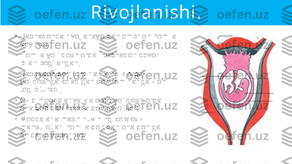 Riv ojlanishi.
•
Bachadonda rivojlanayotgan embrion homila 
deyiladi;
•
Homila yo ‘Idosh orqali bachadon devori 
bilan bog‘langan;
•
Bachadon qon tomirlari kindik orqali 
yo‘ldoshga keladigan qon tomirlariga zich 
tegib turadi;
•
Oziq moddalar va kislorod yo‘ldosh orqali 
ona qonidan homila qoniga o‘tadi;
•
Moddalar almashinuvining keraksiz 
mahsulotlari homila qonidan ona qoniga 
chiqarib yuboriladi. 