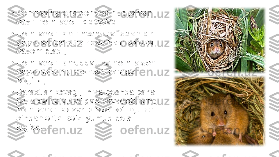 •
Homilaning ona qornida rivojlanish 
davri homiladorlik deyiladi.
•
Homiladorlik bir necha haftadan bir 
yilgacha, ba’zan undan ham ko‘proq 
davom etadi;
•
Homiladorlik muddati va homila soni 
hayvonlarning yashash tarziga 
bog‘liq;
•
Daraxtlar kovagi, in va boshqa pana 
joylarda bolalaydigan hayvonlarning 
homiladorlik davri qisqa bo‘lib, ular 
o‘ndan ortiq ko‘zi yumuq bola 
tug‘adi.   