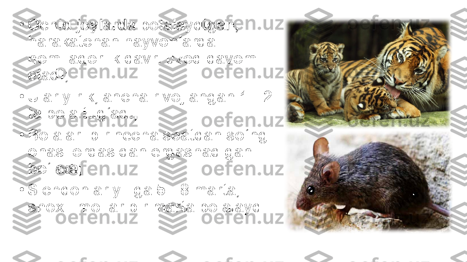 •
Ochiq joylarda bolalaydigan, 
harakatchan hayvonlarda 
homiladorlik davri uzoq davom 
etadi;
•
Ular yirik, ancha rivojlangan 1—2 
ta bola tug‘adi;
•
Bolalari bir necha soatdan so‘ng 
onasi orqasidan ergashadigan 
bo‘ladi;
•
Sichqonlar yiliga 5—8 marta, 
shoxli mollar bir marta bolalaydi. 