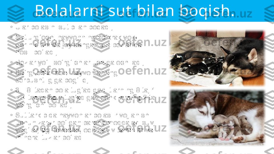 Bolalarni sut  bilan boqish. 
•
Ular bolasini sut bilan boqadi;
•
Sut urg‘ochi hayvonning ko‘krak yoki 
qorin qismida joylashgan sut bezlarida 
hosil bo‘ladi;
•
Bezlar yo‘li so‘rg‘ichlar uchiga ochiladi;
•
So‘rg‘ichlar soni hayvonlarning 
serpushtligiga bog‘liq;
•
3 – 8  tadan bola tug‘adigan itlarning 8 ta, 1
—4 tadan bola tug‘adigan echkilarning 2 ta 
so‘rg‘ichi bo‘ladi;
•
Sut tarkibida hayvonlar bolasi rivojlanishi 
uchun zarur bo‘lgan barcha moddalar: suv, 
yog‘lar, ug- levodlar, oqsillar, vitaminlar va 
mineral tuzlar bo‘ladi. 