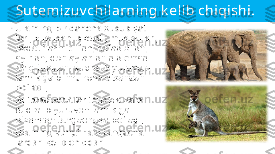 Sut emizuv chilarning k elib chiqishi. 
•
Ularning bir qancha xususiyat-
lari, xususan, skeleti, muskullari, 
ovqat hazm qilish, nafas olish, 
ayirish, qon aylanish sistemasi-
ning tuzilishi sudralib yuruvchi-
larnikiga birmuncha o‘xshash 
bo‘ladi;
•
Sutemizuvchilar terisida ham 
sudralib yuruvchilarnikiga 
o‘xshash tangachalar bo‘ladi;
•
Ularning yungi ham tangacha-
lardan kelib chiqqan.  