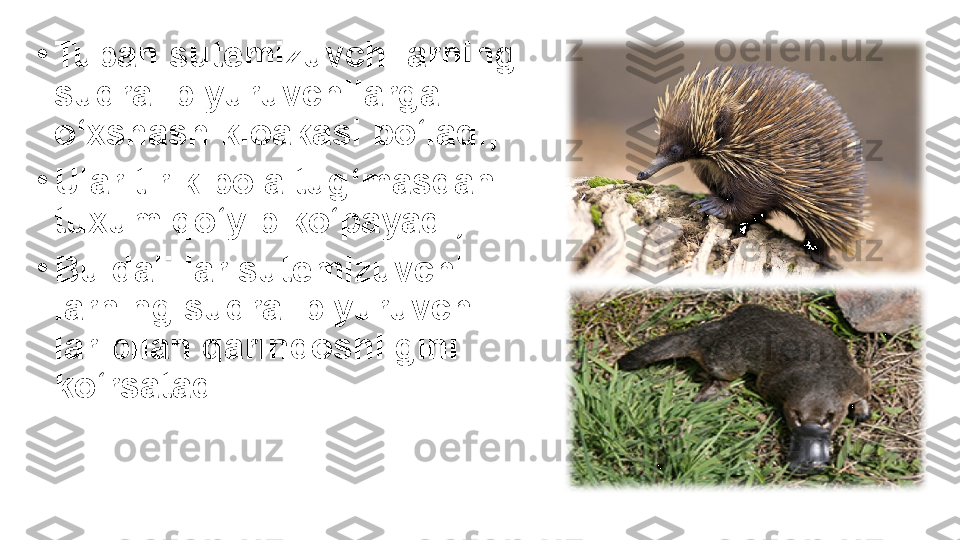 •
Tuban sutemizuvchilarning 
sudralib yuruvchilarga 
o‘xshash kloakasi bo‘ladi; 
•
Ular tirik bola tug‘masdan 
tuxum qo‘yib ko‘payadi;
•
Bu dalillar sutemizuvchi-
larning sudralib yuruvchi-
lar bilan qarindoshligini 
ko‘rsatadi. 