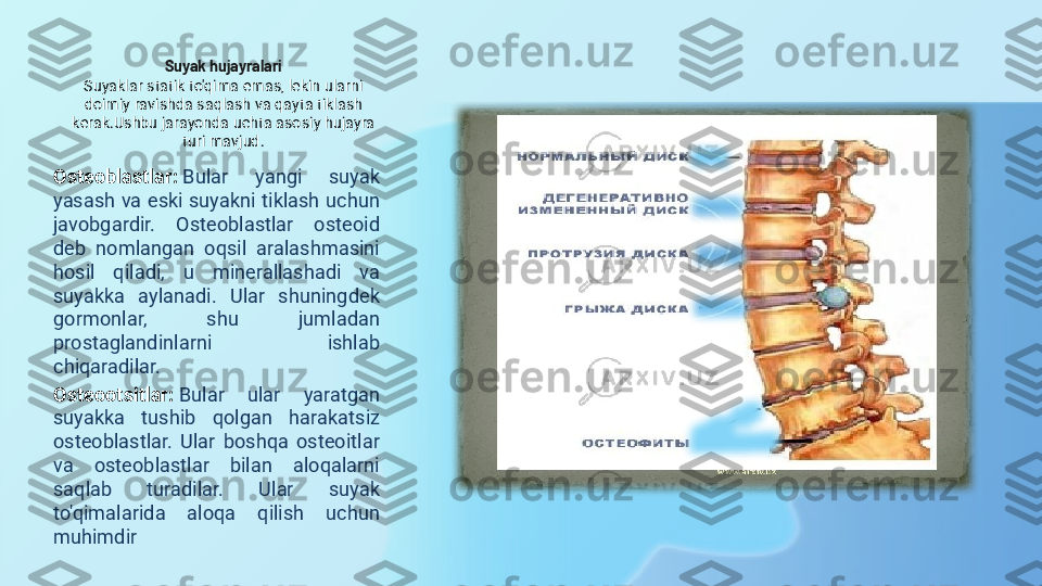 Suyak hujayralari
Suyaklar statik to'qima emas, lekin ularni 
doimiy ravishda saqlash va qayta tiklash 
kerak.Ushbu jarayonda uchta asosiy hujayra 
turi mavjud.
Osteoblastlar:   Bular  yangi  suyak 
yasash  va  eski  suyakni  tiklash  uchun 
javobgardir.  Osteoblastlar  osteoid 
deb  nomlangan  oqsil  aralashmasini 
hosil  qiladi,  u  minerallashadi  va 
suyakka  aylanadi.  Ular  shuningdek 
gormonlar,  shu  jumladan 
prostaglandinlarni  ishlab 
chiqaradilar.
Osteootsitlar:   Bular  ular  yaratgan 
suyakka  tushib  qolgan  harakatsiz 
osteoblastlar.  Ular  boshqa  osteoitlar 
va  osteoblastlar  bilan  aloqalarni 
saqlab  turadilar.  Ular  suyak 
to'qimalarida  aloqa  qilish  uchun 
muhimdir 