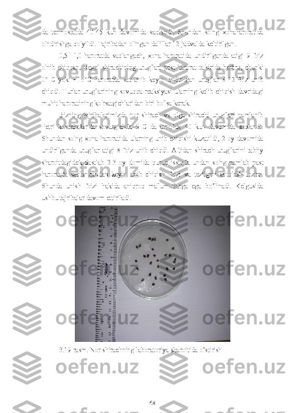 da   termostatda   40-45   kun   davomida   saqlandi .   Shundan   so ' ng   xonaharoratida
o ' ndirishga   qo ' yildi .  Tajribadan   olingan   dalillar  12- jadvalda   keltirilgan .
0,5+   l,0   haroratda   saqlangach,   xona   haroratida   undirilganda   atigi   9   foiz
o'nib   chiqqan.   Regel   shirachining   urug ' lari   past   harorat   ta ' sirida   befarq ,   chunki
0°   C   yoki   +10° C   haroratda   saqlanib   keyin   undirilgan   urug ' lar   8-12   foiz   unib
chiqdi .   Turlar   urug ' larining   sovuqqa   reaksiyasi   ularning   kelib   chiqish   davridagi
muhit   haroratining   ko ' rsatgichlaridan   biri   bo ' lsa   kerak .
Bizning   tajribalarimizda   nor   shirach   va   olga   shirachi   urug ' lari   namlanib
Petri   kosachalarida   sovutgichda   0   C   da   atrofida   40   kun   davomida   saqlandi .
Shundan   so ' ng   xona   haroratida   ularning   unib   chiqishi   kuzatildi , 2   oy   davomida
undirilganda   urug ' lar   atigi   8- foiz   unib   chiqdi .   Aftidan   shirach   urug ' larini   tabiiy
sharoitdagidek   dastlab   2-3   oy   d omida   quruq   issiqda   undan   so ' ng   namlab   past
haroratda   saqlangandan   keyin   unib   chiqish   foizi   va   tezligini   aniqlash   lozim .
Shunda   unish   foizi   hakida   aniqroq   ma ' lumotlarga   ega   bo ’ linadi .   Kelgusida
ushbu   tajribalar   davom   ettiriladi .
3.19-rasm. Nor shirachning laboratoriya sharoitida o’stirish
68 