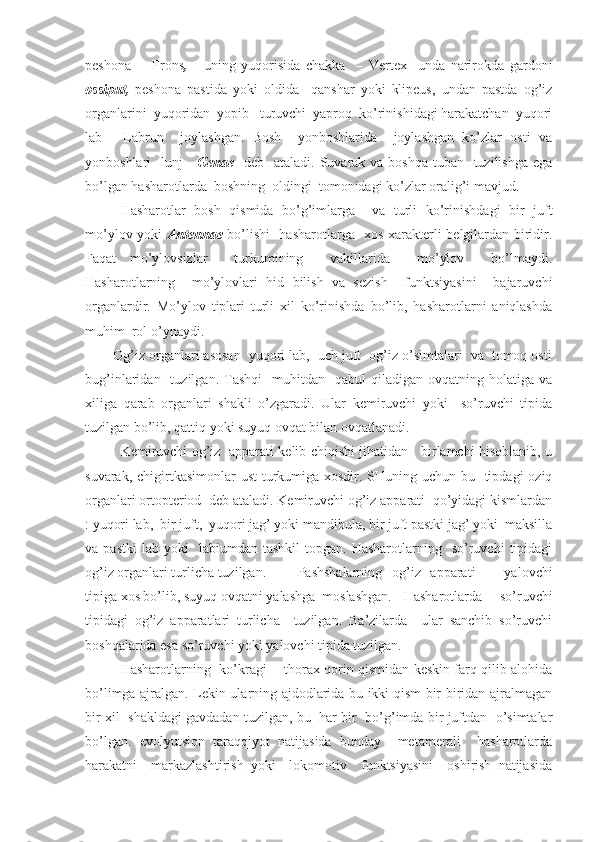 peshona   -     Frons ,       uning   yuqorisida   chakka     –   Vertex     unda   narirokda   gardoni
ossiput,   peshona   pastida   yoki   oldida     qanshar   yoki   klipeus,   undan   pastda   og’iz
organlarini  yuqoridan  yopib   turuvchi  yaproq  ko’rinishidagi harakatchan  yuqori
lab   -   Labrun     joylashgan.   Bosh     yonboshlarida     joylashgan   ko’zlar   osti   va
yonboshlari   lunj -   Genae    deb   ataladi. Suvarak va boshqa tuban   tuzilishga ega
bo’lgan hasharotlarda  boshning  oldingi  tomonidagi ko’zlar oralig’i mavjud. 
Hasharotlar   bosh   qismida   bo’g’imlarga     va   turli   ko’rinishdagi   bir   juft
mo’ylov yoki   Antennae   bo’lishi   hasharotlarga   xos xarakterli belgilardan biridir.
Faqat   mo’ylovsizlar     turkumining     vakillarida     mo’ylov     bo’lmaydi.
Hasharotlarning     mo’ylovlari   hid   bilish   va   sezish     funktsiyasini     bajaruvchi
organlardir.   Mo’ylov   tiplari   turli   xil   ko’rinishda   bo’lib,   hasharotlarni   aniqlashda
muhim  rol o’ynaydi. 
       Og’iz organlari asosan  yuqori lab,  uch juft  og’iz o’simtalari  va  tomoq osti
bug’inlaridan    tuzilgan.  Tashqi    muhitdan    qabul  qiladigan  ovqatning  holatiga  va
xiliga   qarab   organlari   shakli   o’zgaradi.   Ular   kemiruvchi   yoki     so’ruvchi   tipida
tuzilgan bo’lib, qattiq yoki suyuq ovqat bilan ovqatlanadi.
  Kemiruvchi og’iz   apparati kelib chiqishi jihatidan     birlamchi hisoblanib, u
suvarak, chigirtkasimonlar  ust  turkumiga xosdir. SHuning uchun bu   tipdagi  oziq
organlari ortopteriod  deb ataladi. Kemiruvchi og’iz apparati  qo’yidagi kismlardan
: yuqori lab,  bir juft,  yuqori jag’ yoki mandibula, bir juft pastki jag’ yoki  maksilla
va  pastki  lab   yoki    labiumdan   tashkil   topgan.  Hasharotlarning    so’ruvchi   tipidagi
og’iz organlari turlicha tuzilgan. Pashshalarning   og’iz   apparati       yalovchi
tipiga xos bo’lib, suyuq ovqatni yalashga  moslashgan. Hasharotlarda   so’ruvchi
tipidagi   og’iz   apparatlari   turlicha     tuzilgan.   Ba’zilarda     ular   sanchib   so’ruvchi
boshqalarida esa so’ruvchi yoki yalovchi tipida tuzilgan.          
      Hasharotlarning   ko’kragi -   thorax qorin qismidan keskin farq qilib alohida
bo’limga ajralgan. Lekin ularning ajdodlarida bu ikki qism bir biridan ajralmagan
bir xil   shakldagi gavdadan tuzilgan, bu  har bir  bo’g’imda bir juftdan  o’simtalar
bo’lgan.   evolyutsion   taraqqiyot   natijasida   bunday     metamerali     hasharotlarda
harakatni     markazlashtirish   yoki     lokomotiv     funktsiyasini     oshirish   natijasida 