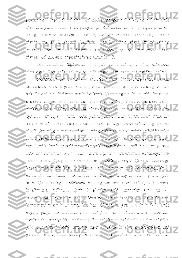 gavdaning  oldingi   uch bo’g’imi    ko’krakka aylangan  bo’lib keyingi   bo’g’imlarda
o’simtalar yuqolib, qorin shakliga aylangan. Ko’krakda  qanotning  vujudga kelishi
uning     lokomov     xususiyatini   oshirib,   tuzilishni   murakkablashtiriladi,       qorin
qismini   esa   soddalashtiradi.   Natijada     gavda   oldingi   qismi   funktsiyasining
moslanishi   va   birlamchi     metameralik   xususiyatining     yuqolishi   gavdani   ikki
qismga: ko’krak va qoringa ajralishga  sabab bo’ldi.
Ikki   qanotlilar   Diptera -da     bir   juft   qanot   bo’lib,   u   o’rta   ko’krakka
o’rnashgan. Orqa ko’krakda esa yuqolib ketgan orqa   qanot rudimentlari   bo’ladi.
Hasharotlar   qanoti   har   xil     shaklda   bo’ladi,   biroq   uning   shakli   asosan
uchburchak     shaklga   yaqin,   shuning   uchun   qanotning   uchi   orqa   burchagi   va   tubi
yoki ildizini  bir - biridan ajrata bilish kerak. Qanotning tubi bilan uchi o’rtasidagi
chekka  oldingi  chekka,     qanot   uchi   bilan  orqa  burchagi  o’rtasidagi  chekka   tashqi
chekka va orqa burchagi bilan tubi  o’rtasidagi chekka orqa yoki ichki chekka deb
aytiladi.   Har   qaysi       qanot   ikkita   yupqa   yaproqchadan   iborat,   bular   o’rtasidan
ko’pincha to’rt tomoni berk katakchalar hosil qiladigan tik va ko’ndalang tomirlar
o’tadi. Qanotdagi tomirlar soni va ularning joylanishi har xil chiqib kelishi jihatdan
tuban   hasharotlar   qanotida   ko’ndalang   tomirlar   ayniqsa   ko’p.   Qanot   tomirlari
pardalarni ko’tarib turuvchi mexanik tirgaklar vazifasini bajaradi, biroq ichi g’ovak
ba’zi tomirlar orqali oziq moddani keltiradigan qon harakat qiladi va trexeya nerv
tolalari   keladi.   Qolgan   tomirlarning   ichi   g’ovak   bulmaydi.   Qanotda   uzunasiga
ketgan tomirlar juda  katta  ahamiyatga ega. Bu tomirlar orqali oziq qanotga, o’tadi
va   qanotni   tutib   turadi.   Hasharotlarni   aniqlashda   bunday   tomirlarning   ahamiyati
katta.   Qorin   bo’lagi   -   abdomen   tananing   uchinchi   qismi   bo’lib,   u   bir   necha
bo’g’imlarga   bo’linadi.   Qorin   bo’g’imlari   yoki   uromerlar   soni   har   xil
hasharotlarda,   turlicha   miqdorda.   Masalan,   tuban     hasharotlar   turkumida   dum
komponenti   telson   bilan   birgalikda   hatto   12   tagacha   yetadi.   Ko’pchilik   hollarda
voyaga   yetgan   hasharotlarda   qorin     bo’g’imi     kam   bo’ladi,   chunki   induvidual
rivojlanish taraqqiyotida embriondagi 2 ta bo’g’imdan ba’zilari bir-biriga qo’shilib
yoki   ular   o’rnini   kuchli   taraqqiy   etgan     boshqa   bo’g’imlar   egallashi   tufayli
yo’qolib   ketadi,   hatto   kopulyativ   organlar   hosil   bo’lishi   uchun   sarf   bo’ladi. 