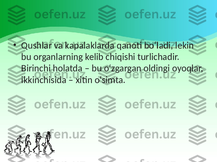 •
Qushlar va kapalaklarda qanoti bo‘ladi, lekin 
bu organlarning kelib chiqishi turlichadir. 
Birinchi holatda – bu o‘zgargan oldingi oyoqlar, 
ikkinchisida – xitin o‘simta. 