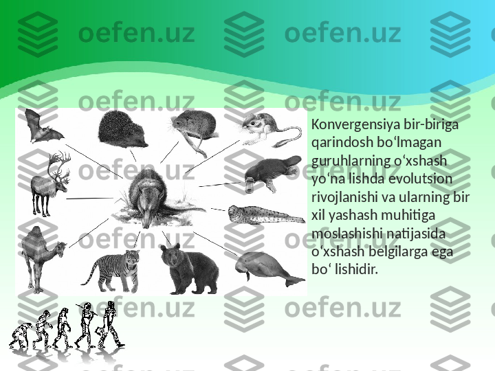 •
Konvergensiya bir-biriga 
qarindosh bo‘lmagan 
guruhlarning o‘xshash 
yo‘na lishda evolutsion 
rivojlanishi va ularning bir 
xil yashash muhitiga 
moslashishi natijasida 
o‘xshash belgilarga ega 
bo‘ lishidir. 