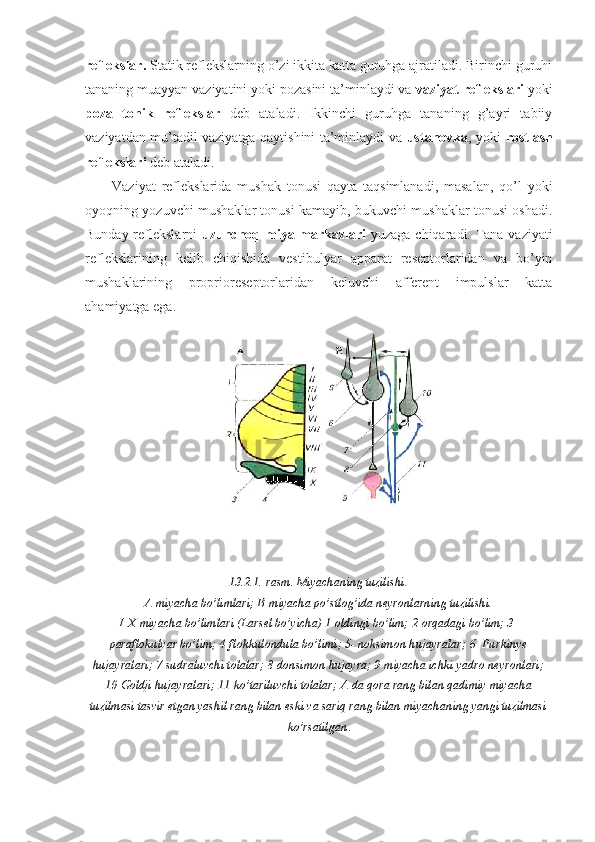 reflekslar.  Statik reflekslarning o’zi ikkita katta guruhga ajratiladi. Birinchi guruhi
tananing muayyan vaziyatini yoki pozasini ta’minlaydi va  vaziyat reflekslari  yoki
poza   tonik   reflekslar   deb   ataladi.   Ikkinchi   guruhga   tananing   g’ayri   tabiiy
vaziyatdan mu’tadil vaziyatga qaytishini ta’minlaydi va   ustanovka , yoki   rostlash
reflekslari   deb ataladi. 
Vaziyat   reflekslarida   mushak   tonusi   qayta   taqsimlanadi,   masalan,   qo’l   yoki
oyoqning yozuvchi mushaklar tonusi kamayib, bukuvchi mushaklar tonusi oshadi.
Bunday reflekslarni   uzunchoq miya markazlari   yuzaga chiqaradi. Tana vaziyati
reflekslarining   kelib   chiqishida   vestibulyar   apparat   reseptorlaridan   va   bo’yin
mushaklarining   proprioreseptorlaridan   keluvchi   afferent   impulslar   katta
ahamiyatga ega.
13.2.1.-rasm. Miyachaning tuzilishi.
A-miyacha bo’limlari; B-miyacha po’stlog’ida neyronlarning tuzilishi.
I-X-miyacha bo’limlari (Larsel bo’yicha) 1-oldingi bo’lim; 2-orqadagi bo’lim; 3-
paraflokulyar bo’lim; 4-flokkulondula bo’limi; 5- noksimon hujayralar; 6- Purkinye
hujayralari; 7-sudraluvchi tolalar; 8-donsimon hujayra; 9-miyacha ichki yadro neyronlari;
10-Goldji hujayralari; 11-ko’tariluvchi tolalar; A-da qora rang bilan qadimiy miyacha
tuzilmasi tasvir etgan yashil rang bilan eski va sariq rang bilan miyachaning yangi tuzilmasi
ko’rsatilgan . 