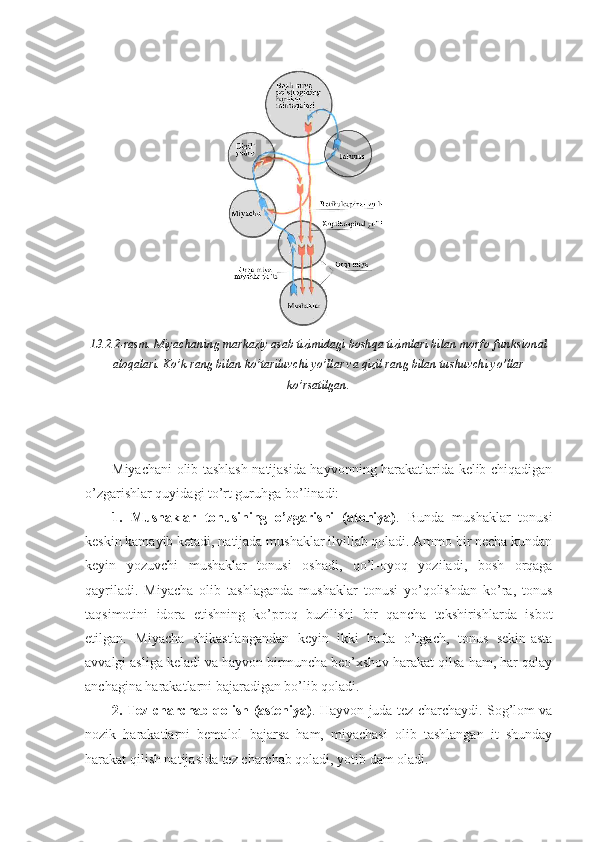13.2.2-rasm. Miyachaning markaziy asab tizimidagi boshqa tizimlari bilan morfo-funksional
aloqalari. Ko’k rang bilan ko’tariluvchi yo’llar va qizil rang bilan tushuvchi yo’llar
ko’rsatilgan.
Miyachani olib tashlash natijasida hayvonning harakatlarida kelib chiqadigan
o’zgarishlar quyidagi to’rt guruhga bo’linadi: 
1.   Mushaklar   tonusining   o’zgarishi   (atoniya) .   Bunda   mushaklar   tonusi
keskin kamayib ketadi, natijada mushaklar ilvillab qoladi. Ammo bir necha kundan
keyin   yozuvchi   mushaklar   tonusi   oshadi,   qo’l-oyoq   yoziladi,   bosh   orqaga
qayriladi.   Miyacha   olib   tashlaganda   mushaklar   tonusi   yo’qolishdan   ko’ra,   tonus
taqsimotini   idora   etishning   ko’proq   buzilishi   bir   qancha   tekshirishlarda   isbot
etilgan.   Miyacha   shikastlangandan   keyin   ikki   hafta   o’tgach,   tonus   sekin-asta
avvalgi asliga keladi va hayvon birmuncha beo’xshov harakat qilsa ham, har qalay
anchagina harakatlarni bajaradigan bo’lib qoladi. 
2. Tez charchab qolish (asteniya) . Hayvon juda tez charchaydi. Sog’lom va
nozik   harakatlarni   bemalol   bajarsa   ham,   miyachasi   olib   tashlangan   it   shunday
harakat qilish natijasida tez charchab qoladi, yotib dam oladi. 