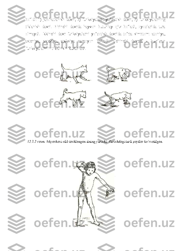 bo’ldi:  1) jarohatlanish davri; 2)  funksiyalarni yo’qotish davri;  3) funksiyalarning
tiklanish   davri.   Birinchi   davrda   hayvon   butunlay   ojiz   bo’ladi,   oyoqlarida   tura
olmaydi.   Ikkinchi   davr   funksiyalarni   yo’qotish   davrida   to’rta   simptom:   atoniya,
asteniya,   asteziya,   ataksiya   namoyon   bo’ladi.   Uchinchi   davrda   –   buzilgan
funksiyalarinin tiklanishi kuzatiladi.
13.2.3-rasm. Miyachasi olib tashlangan itning yurishi. Yurishdagi turli paytlar ko’rsatilgan. 