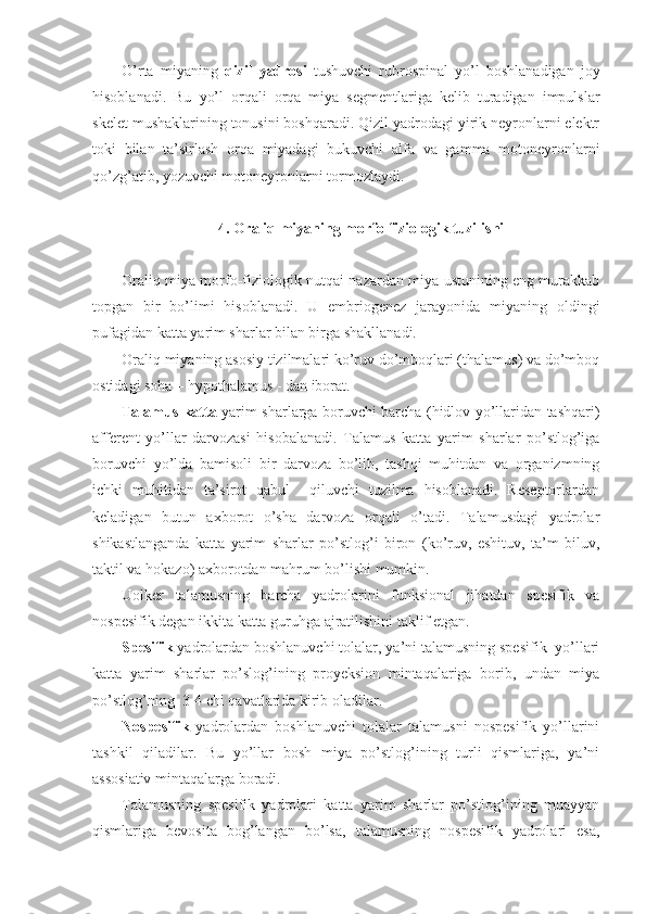 O’rta   miyaning   qizil   yadrosi   tushuvchi   rubrospinal   yo’l   boshlanadigan   joy
hisoblanadi.   Bu   yo’l   orqali   orqa   miya   segmentlariga   kelib   turadigan   impulslar
skelet mushaklarining tonusini boshqaradi. Qizil yadrodagi yirik neyronlarni elektr
toki   bilan   ta’sirlash   orqa   miyadagi   bukuvchi   alfa   va   gamma   motoneyronlarni
qo’zg’atib, yozuvchi motoneyronlarni tormozlaydi.
4. Oraliq miyaning morfo-fiziologik tuzilishi
Oraliq miya morfo-fiziologik nutqai nazardan miya ustunining eng murakkab
topgan   bir   bo’limi   hisoblanadi.   U   embriogenez   jarayonida   miyaning   oldingi
pufagidan katta yarim sharlar bilan birga shakllanadi.
Oraliq miyaning asosiy tizilmalari ko’ruv do’mboqlari (thalamus) va do’mboq
ostidagi soha – hypothalamus - dan iborat.
Talamus katta   yarim sharlarga boruvchi barcha (hidlov yo’llaridan tashqari)
afferent   yo’llar   darvozasi   hisobalanadi.   Talamus   katta   yarim   sharlar   po’stlog’iga
boruvchi   yo’lda   bamisoli   bir   darvoza   bo’lib,   tashqi   muhitdan   va   organizmning
ichki   muhitidan   ta’sirot   qabul     qiluvchi   tuzilma   hisoblanadi.   Reseptorlardan
keladigan   butun   axborot   o’sha   darvoza   orqali   o’tadi.   Talamusdagi   yadrolar
shikastlanganda   katta   yarim   sharlar   po’stlog’i   biron   (ko’ruv,   eshituv,   ta’m   biluv,
taktil va hokazo) axborotdan mahrum bo’lishi mumkin. 
Uolker   talamusning   barcha   yadrolarini   funksional   jihatdan   spesifik   va
nospesifik degan ikkita katta guruhga ajratilishini taklif etgan. 
Spesifik  yadrolardan boshlanuvchi tolalar, ya’ni talamusning spesifik  yo’llari
katta   yarim   sharlar   po’slog’ining   proyeksion   mintaqalariga   borib,   undan   miya
po’stlog’ning  3-4 chi qavatlarida kirib oladilar.
Nospesifik   yadrolardan   boshlanuvchi   tolalar   talamusni   nospesifik   yo’llarini
tashkil   qiladilar.   Bu   yo’llar   bosh   miya   po’stlog’ining   turli   qismlariga,   ya’ni
assosiativ mintaqalarga boradi.
Talamusning   spesifik   yadrolari   katta   yarim   sharlar   po’stlog’ining   muayyan
qismlariga   bevosita   bog’langan   bo’lsa,   talamusning   nospesifik   yadrolari   esa, 