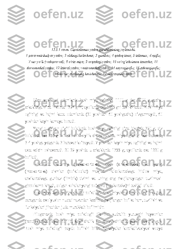 13.5.1-rasm. Gipotalamus yadro guruhlarining joylanishi.
1-paraventrikulyar yadro; 2-oldingi birlashma; 3-gumbaz; 4-qadoq tana; 5-talamus; 6-epifiz;
7-suv yo’li (vodoprovod); 8-o’rta miya; 9-orqadagi yadro; 10-so’rg’ichsimon tanacha; 11-
dorsomedial yadro; 12-lateral yadro; ventromedial yadro; 14-neyrogipofiz; 15-adenogipofiz;
16-ko’ruv asabining kesishmasi; 17-supraoptik yadro .
O’rta   yoshdagi   odamlarda   bosh   miya   og’irligi   1100   g   dan   2000   g   gacha,
erkaklarga o’rta hisobda 1394 g ni, ayollarda esa 1245 gni tashkil etadi. Bosh miya
og’irligi   va   hajmi   katta   odamlarda   (20   yoshdan   60   yoshgacha)   o’zgarmaydi,   60
yoshdan keyin kamaya boradi.
Yangi  tug’ilgan o’g’il  bolalarda bosh  miya og’irligi  o’rta hisobda  390 g, qiz
bolalarda esa 355 g bo’ladi. 9-10 oylik chaqaloqlarda miya og’irligi ikki baravar,
3-4 yoshga yetganda 3 baravar ko’payadi. 7 yoshdan keyin miya og’irligi va hajmi
asta   selcin   oshaveradi.   20-29   yoshda   u   erkaklarda   1355   g,   ayollarda   esa   1220   g
bo’ladi.
Po’stloqda   kadimiy   ( paleokorteks ),   eski   ( arxikorteks )   va   yangi
( neokorteks )   qismlar   (po’stloqlar)   mavjud.   Paleokorteksga   hidlov   miya,
arxikorteksga   gunbaz   (limbik)   tizimi   va   uning   eng   rivojlanayotgan   tuzilmasi-
gippokamp kiradi, qolgan sohalar yangi po’stloq (neokorteks)ni tashkil qiladi.
Bosh miya katta yarim  sharlar  po’stlog’i bosh miyaning boshqa bo’limlariga
qaraganda evolyusion nuqtai nazardan kechroq rivojlangan bo’lsa ham, tuzilishi va
funksiyalari jihatidan juda murakkab bo’limidir.
Filogenezda   bosh   miya   po’stlog’i   ilk   bor   sudralib   yuruvchi   hayvonlar
(reptiliylar)da   paydo   bo’lib,   keyinchalik   sut   emizuvchilarda   yaxshi   rivojlangan.
Bosh   miya   po’stlog’i   paydo   bo’lishi   bilan   funksiyalar   kortikalizasiyasi   voqye 