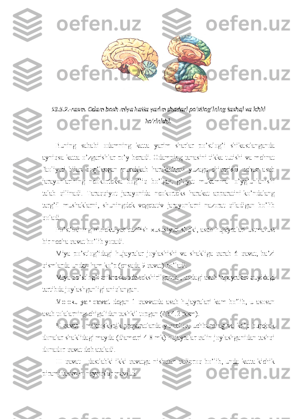 13.5.2.-rasm. Odam bosh miya katta yarim sharlari po’stlog’ining tashqi va ichki
ko’rinishi .
Buning   sababi   odamning   katta   yarim   sharlar   po’stlog’i   shikastlanganda
ayniqsa  katta o’zgarishlar  ro’y beradi. Odamning tanasini  tikka tutishi  va mehnat
faoliyati   bilan   bog’langan   murakkab   harakatlarni   yuzaga   chiqarishi   uchun   asab
jarayonlarining   neokorteksa   bog’liq   bo’lgan   g’oyat   mukammal   o’yg’unlanishi
talab   qilinadi.   Taraqqiyot   jarayonida   neokorteks   harakat   apparatini-ko’ndalang
targ’il   mushaklarni,   shuningdek   vegetativ   jarayonlarni   nazorat   qiladigan   bo’lib
qoladi.
Po’stloqning molekulyar  tuzilish xususiyati  shuki, asab hujayralari  ustma-ust
bir necha qavat bo’lib yotadi. 
Miya   po’stlog’idagi   hujayralar   joylashishi   va   shakliga   qarab   6   qavat,   ba’zi
qismlarda undan ham ko’p (ensada 9 qavat) bo’ladi.
Miya po’stlog’i mikroskopda tekshirilganda , undagi asab hujayralari quyidagi
tartibda joylashganligi aniqlangan.
Molekulyar   qavat   degan   1   qavvatda   asab   hujayralari   kam   bo’lib,   u   asosan
asab tolalarning chigalidan tashkil topgan (13.4.2-rasm).
II   qavat   -   mikroskopik   preparatlarda   yumaloq,   uchburchag   va   ko’p   burchak
donalar shaklidagi mayda (diametri 4-8 mk) hujayralar qalin joylashganidan tashqi
donador qavat deb ataladi.
III   qavat   -   dastlabki   ikki   qavatga   nisbatan   qalinroq   bo’lib,   unda   katta-kichik
piramidasimon neyronlar mavjud. 