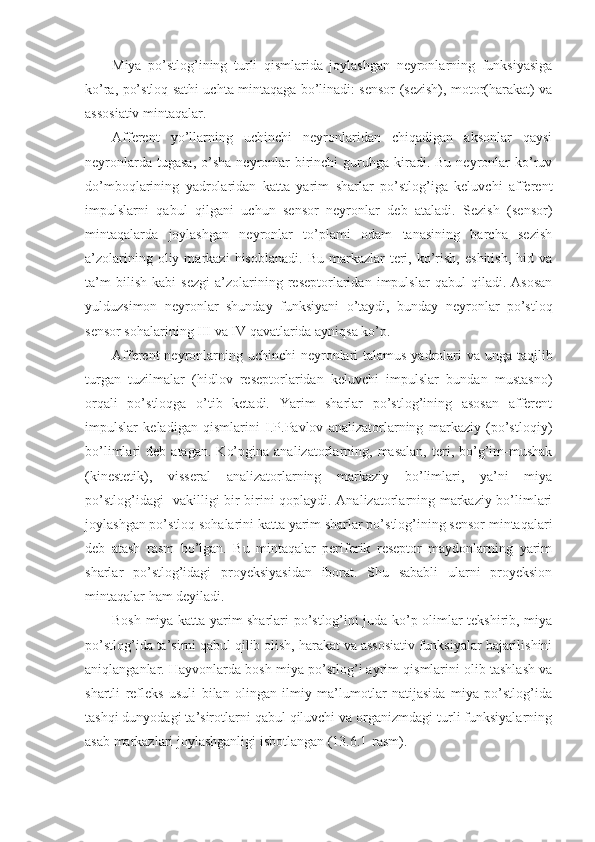 Miya   po’stlog’ining   turli   qismlarida   joylashgan   neyronlarning   funksiyasiga
ko’ra, po’stloq sathi uchta mintaqaga bo’linadi: sensor (sezish), motor(harakat) va
assosiativ mintaqalar. 
Afferent   yo’llarning   uchinchi   neyronlaridan   chiqadigan   aksonlar   qaysi
neyronlarda  tugasa,  o’sha  neyronlar   birinchi   guruhga  kiradi. Bu  neyronlar   ko’ruv
do’mboqlarining   yadrolaridan   katta   yarim   sharlar   po’stlog’iga   keluvchi   afferent
impulslarni   qabul   qilgani   uchun   sensor   neyronlar   deb   ataladi.   Sezish   (sensor)
mintaqalarda   joylashgan   neyronlar   to’plami   odam   tanasining   barcha   sezish
a’zolarining  oliy  markazi   hisoblanadi.   Bu  markazlar   teri,  ko’rish,   eshitish,   hid  va
ta’m   bilish   kabi   sezgi   a’zolarining   reseptorlaridan   impulslar   qabul   qiladi.   Asosan
yulduzsimon   neyronlar   shunday   funksiyani   o’taydi,   bunday   neyronlar   po’stloq
sensor sohalarining III va IV qavatlarida ayniqsa ko’p.
Afferent neyronlarning uchinchi  neyronlari  talamus yadrolari  va unga taqilib
turgan   tuzilmalar   (hidlov   reseptorlaridan   keluvchi   impulslar   bundan   mustasno)
orqali   po’stloqga   o’tib   ketadi.   Yarim   sharlar   po’stlog’ining   asosan   afferent
impulslar   keladigan   qismlarini   I.P.Pavlov   analizatorlarning   markaziy   (po’stloqiy)
bo’limlari   deb   atagan.   Ko’pgina   analizatorlarning,  masalan,   teri,   bo’g’im-mushak
(kinestetik),   visseral   analizatorlarning   markaziy   bo’limlari,   ya’ni   miya
po’stlog’idagi   vakilligi bir-birini qoplaydi. Analizatorlarning markaziy bo’limlari
joylashgan po’stloq sohalarini katta yarim sharlar po’stlog’ining sensor mintaqalari
deb   atash   rasm   bo’lgan.   Bu   mintaqalar   periferik   reseptor   maydonlarning   yarim
sharlar   po’stlog’idagi   proyeksiyasidan   iborat.   Shu   sababli   ularni   proyeksion
mintaqalar ham deyiladi.
Bosh miya katta yarim sharlari po’stlog’ini juda ko’p olimlar tekshirib, miya
po’stlog’ida ta’sirni qabul qilib olish, harakat va assosiativ funksiyalar bajarilishini
aniqlanganlar. Hayvonlarda bosh miya po’stlog’i ayrim qismlarini olib tashlash va
shartli   refleks   usuli   bilan   olingan   ilmiy   ma’lumotlar   natijasida   miya   po’stlog’ida
tashqi dunyodagi ta’sirotlarni qabul qiluvchi va organizmdagi turli funksiyalarning
asab markazlari joylashganligi isbotlangan (13.6.1-rasm). 