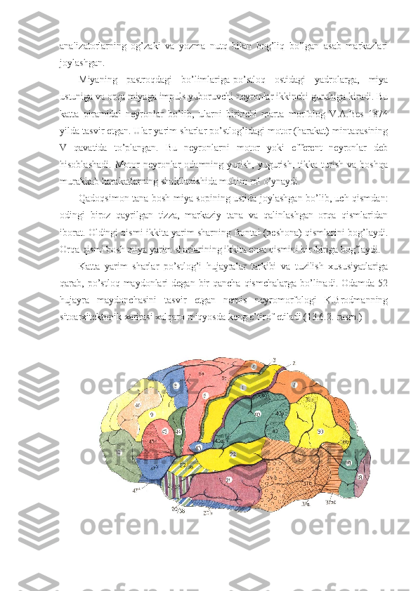 analizatorlarning   og’zaki   va   yozma   nutq   bilan   bog’liq   bo’lgan   asab   markazlari
joylashgan.
Miyaning   pastroqdagi   bo’limlariga-po’stloq   ostidagi   yadrolarga,   miya
ustuniga va orqa miyaga impuls yuboruvchi neyronlar ikkinchi guruhiga kiradi. Bu
katta   piramidal   neyronlar   bo’lib,   ularni   birinchi   marta   morfolog   V.A.Bes   1874
yilda tasvir etgan. Ular yarim sharlar po’stlog’idagi motor (harakat) mintaqasining
V   qavatida   to’plangan.   Bu   neyronlarni   motor   yoki   efferent   neyronlar   deb
hisoblashadi.   Motor   neyronlar   odamning  yurish,   yugurish,   tikka   turish   va   boshqa
murakkab harakatlarning shakllanishida muhim rol o’ynaydi.
Qadoqsimon tana bosh miya sopining ustida joylashgan bo’lib, uch qismdan:
odingi   biroz   qayrilgan   tizza,   markaziy   tana   va   qalinlashgan   orqa   qismlaridan
iborat. Oldingi qismi ikkita yarim sharning frontal (peshona) qismlarini bog’laydi.
Orqa qismi bosh miya yarim sharlarining ikkita ensa qismini bir-biriga bog’laydi.
Katta   yarim   sharlar   po’stlog’i   hujayralar   tarkibi   va   tuzilish   xususiyatlariga
qarab, po’stloq  maydonlari   degan  bir   qancha  qismchalarga  bo’linadi.  Odamda 52
hujayra   maydonchasini   tasvir   etgan   nemis   neyromorfologi   K.Brodmanning
sitoarxitektonik xaritasi xalqaro miqyosda keng e’tirof etiladi (13.6.2.-rasm.) 