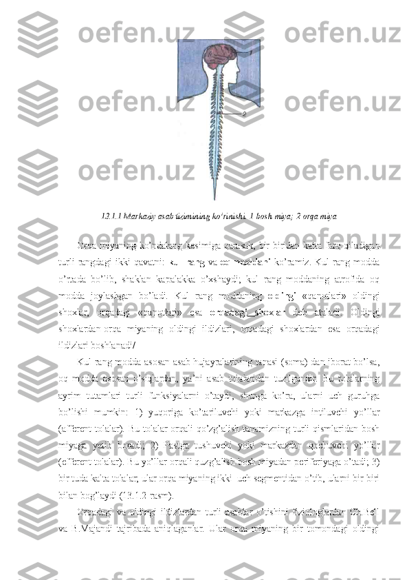 13.1.1-Markaziy asab tizimining ko’rinishi. 1-bosh miya; 2-orqa miya
Orqa miyaning ko’ndalang kesimiga qarasak, bir-biridan katta farq qiladigan
turli   rangdagi   ikki   qavatni:   kul   rang   va   oq   moddani   ko’ramiz.   Kul   rang   modda
o’rtada   bo’lib,   shaklan   kapalakka   o’xshaydi;   kul   rang   moddaning   atrofida   oq
modda   joylashgan   bo’ladi.   Kul   rang   moddaning   oldingi   «qanotlari»   oldingi
shoxlar,   orqadagi   «qanotlari»   esa   orqadagi   shoxlar   deb   ataladi.   Oldingi
shoxlardan-orqa   miyaning   oldingi   ildizlari,   orqadagi   shoxlardan   esa   orqadagi
ildizlari boshlanadi/
Kul rang modda-asosan asab hujayralarining tanasi (soma) dan iborat bo’lsa,
oq   modda   asosan   o’siqlardan,   ya’ni   asab   tolalaridan   tuzilgandir.   Bu   tolalarning
ayrim   tutamlari   turli   funksiyalarni   o’taydi,   shunga   ko’ra,   ularni   uch   guruhga
bo’lishi   mumkin:   1)   yuqoriga   ko’tariluvchi   yoki   markazga   intiluvchi   yo’llar
(afferent  tolalar). Bu tolalar orqali qo’zg’alish tanamizning turli qismlaridan bosh
miyaga   yetib   boradi;   2)   Pastga   tushuvchi   yoki   markazdan   qochuvchi   yo’llar
(efferent tolalar). Bu yo’llar orqali quzg’alish bosh miyadan periferiyaga o’tadi; 3)
bir tuda kalta tolalar; ular orqa miyaning ikki–uch segmentidan o’tib, ularni bir-biri
bilan bog’laydi (13.1.2-rasm).
Orqadagi   va   oldingi   ildizlardan   turli   asablar   o’tishini   fiziologlardan   Ch.Bell
va   B.Majandi   tajribada   aniqlaganlar.   Ular   orqa   miyaning   bir   tomondagi   oldingi 