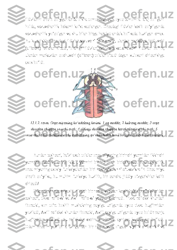 ildizlarini qirqib qo’yganlarida o’sha tomondagi qo’l-oyoq tamomila falaj bo’lgani
holda,   sezuvchanlik   bekami-ko’st   saqlangan.   Orqadagi   ildizlar   kesib   qo’yilganda
sezuvchanlik yo’qolgan va shu bilan birga harakat andak bo’lsada buzilgan emas.
Bu kuzatishlar orqadagi ildizlar   sezuvchi ildizlardir , ulardan markazga intiluvchi
(afferent)   tolalar   o’tadi,   oldingi   ildizlar   esa   harakatlanuvchi   ildizlar   bo’lib,
ulardan  markazdan  qochuvchi  (efferent)  tolalar  o’tadi  degan xulosani  chiqarishga
asos bo’ldi.
13.1.2.-rasm. Orqa miyaning ko’ndalang kesimi. 1-oq modda; 2-kulrang modda; 3-orqa
shoxdan chiqqan sezuchi asab; 4-oldingi shoxdan chiqqan harakatlantiruvchi asab; 5-
sezuvchi va harakatlantiruvchi asablarning qo’shilishidan hosil bo’lgan aralash asab tolalari.
Bundan tashqari, ba’zi asab tolalar orqa miyaning birinchi yarmidan ikkinchi
yarmiga  o’tadi  va uning ikkala yarmini  bir-biri  bilan birlashtiradi. Shunday qilib,
orqa miyaning asosiy funksiyalaridan biri – qo’zg’alishni o’tkazishdir . Orqa miya
qirqib   qo’yilsa,   bu   muhim   funksiya   buzilib,   bir   qancha   jiddiy   o’zgarishlar   kelib
chiqadi/
Odamning orqa miyasi uzilgach bir necha vaqtdan keyin bukish reflekslaridan
tashqari,   tizza refleksi   va   Axill refleksi   yaqqol  ko’rinadi. Tizza refleksi  shundan
iboratki,   son   to’rt   boshli   mushakning   payiga   urilganda   oyoq   tizza   bug’imidan
yoziladi, Axill refleksi shundan iboratki, Axill payiga urilganda oyoq boldir-panja
bug’imidan   yoziladi.   Bu   reflekslar   «spinal»   odamda   ayniqsa   kuchaygan   bo’ladi.
Odam   orqa   miyasi   to’la   uzilgandan   bir   necha   vaqt   o’tgach   siydik   chiqarish   va 