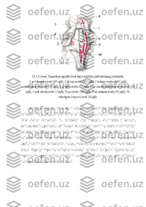 13.1.3-rasm. Uzunchoq miyada bosh miya asablari yadrolarining joylanishi.
1-qo’shimcha asab (XI juft), 2-til osti asabi (XII juft), 3-eshituv asabi (XIII juft),
uzoqlashtiruvchi asab (VI juft), 5-g’altak asabi (IV juft), 6-ko’zni harakatlantiruvchi asab (III
juft), 7-uch shoxli asab (V juft), 8-yuz asabi (VII juft), 9-til-xalqum asabi (IX juft), 10-
adashgan (sayyor) asab (X juft).
Uzunchoq   miyada   oddiy   va   murakkab   reflekslarining   markazlari   bor,   bu
reflekslarning   yuazaga   chiqishida   har   xil   mushak   guruhlari,   tomirlar   va   ko’pgina
ichki   a’zolar   qatnashadi.   Bu   reflekslar   orqa   miyadan,   shuningdek   til-xalqum,
eshituv,   vestibulyar   asab,   uchlik  asab   va  adashgan   asabning   reseptor   tizimlaridan
keluvchi impulslarga javoban kelib chiqadi. Yoylari keyingi miya orqali o’tadigan
reflekslar   orqa   miya   reflekslariga   nisbatan   mukammalroq   va   murakkabroq
uyg’unlashtirilgan reflekslardir. Bunga, masalan, tana vaziyatining tonik reflekslari
kiradi.   Keyingi   miyaning   ko’pgina   murakkab   reflektor   faoliyatini   bajarishda   turli
neyronlar muayyan tartibda qo’zg’alib  qatnashadi. Yutish va aksa urish reflekslari
bunday reflekslarga misol bo’la oladi. 