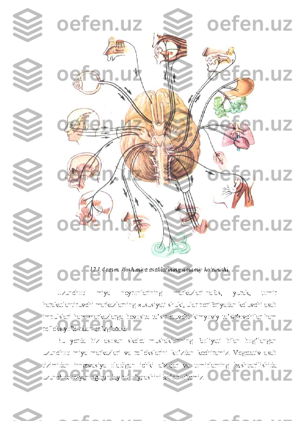 13.1.4-rasm. Bosh miya asablarining umumiy ko’rinishi .
Uzunchoq   miya   neyronlarining   markazlari-nafas,   yurak,   tomir
harakatlantiruvchi markazlarning xususiyati shuki, ular periferiyadan keluvchi asab
impulslari   ham   markazlarga   bevosita   ta’sir   etuvchi   kimyoviy   ta’sirlovchilar   ham
refleks yo’li bilan qo’zg’atadi.
Bu   yerda   biz   asosan   skelet   mushaklarining   faoliyati   bilan   bog’langan
uzunchoq   miya   markazlari   va   reflekslarini   ko’zdan   kechiramiz.   Vegetativ   asab
tizimidan   innervasiya   oladigan   ichki   a’zolar   va   tomirlarning   boshqarilishida
uzunchoq miyaning qanday rol o’ynashini ko’rib o’tamiz.  