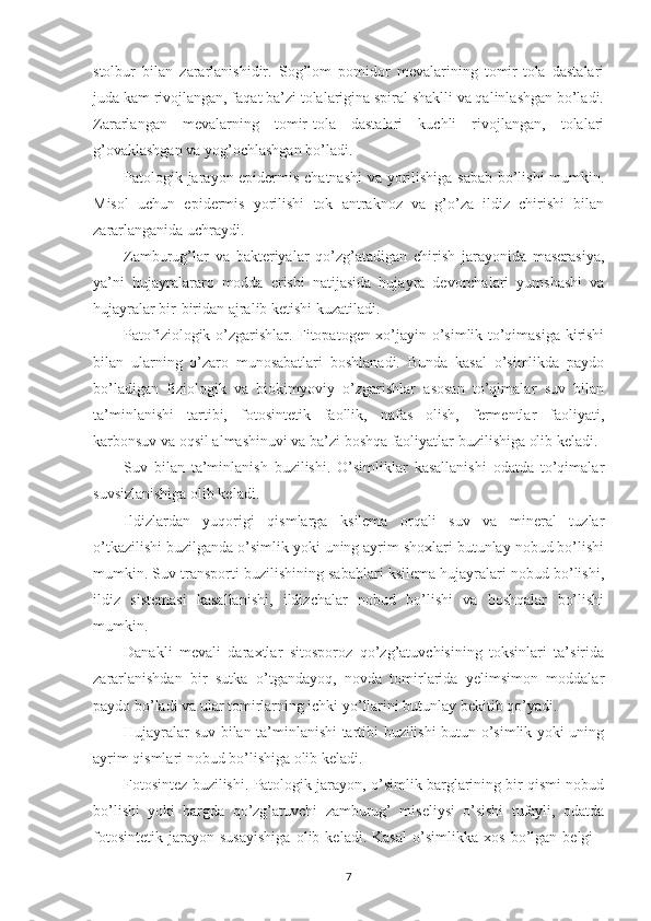 stolbur   bilan   zararlanishidir.   Sog’lom   pomidor   mevalarining   tomir-tola   dastalari
juda kam rivojlangan, faqat ba’zi tolalarigina spiral shaklli va qalinlashgan bo’ladi.
Zararlangan   mevalarning   tomir-tola   dastalari   kuchli   rivojlangan,   tolalari
g’ovaklashgan va yog’ochlashgan bo’ladi.
Patologik jarayon epidermis chatnashi  va yorilishiga sabab bo’lishi  mumkin.
Misol   uchun   epidermis   yorilishi   tok   antraknoz   va   g’o’za   ildiz   chirishi   bilan
zararlanganida uchraydi.
Zamburug’lar   va   bakteriyalar   qo’zg’atadigan   chirish   jarayonida   maserasiya,
ya’ni   hujayralararo   modda   erishi   natijasida   hujayra   devorchalari   yumshashi   va
hujayralar bir-biridan ajralib ketishi kuzatiladi.
Patofiziologik o’zgarishlar. Fitopatogen xo’jayin o’simlik to’qimasiga kirishi
bilan   ularning   o’zaro   munosabatlari   boshlanadi.   Bunda   kasal   o’simlikda   paydo
bo’ladigan   fiziologik   va   biokimyoviy   o’zgarishlar   asosan   to’qimalar   suv   bilan
ta’minlanishi   tartibi,   fotosintetik   faollik,   nafas   olish,   fermentlar   faoliyati,
karbonsuv va oqsil almashinuvi va ba’zi boshqa faoliyatlar buzilishiga olib keladi.
Suv   bilan   ta’minlanish   buzilishi.   O’simliklar   kasallanishi   odatda   to’qimalar
suvsizlanishiga olib keladi. 
Ildizlardan   yuqorigi   qismlarga   ksilema   orqali   suv   va   mineral   tuzlar
o’tkazilishi buzilganda o’simlik yoki uning ayrim shoxlari butunlay nobud bo’lishi
mumkin. Suv transporti buzilishining sabablari ksilema hujayralari nobud bo’lishi,
ildiz   sistemasi   kasallanishi,   ildizchalar   nobud   bo’lishi   va   boshqalar   bo’lishi
mumkin.
Danakli   mevali   daraxtlar   sitosporoz   qo’zg’atuvchisining   toksinlari   ta’sirida
zararlanishdan   bir   sutka   o’tgandayoq,   novda   tomirlarida   yelimsimon   moddalar
paydo bo’ladi va ular tomirlarning ichki yo’llarini butunlay bekitib qo’yadi.
Hujayralar suv bilan ta’minlanishi tartibi buzilishi butun o’simlik yoki uning
ayrim qismlari nobud bo’lishiga olib keladi.
Fotosintez buzilishi. Patologik jarayon, o’simlik barglarining bir qismi nobud
bo’lishi   yoki   bargda   qo’zg’atuvchi   zamburug’   miseliysi   o’sishi   tufayli,   odatda
fotosintetik   jarayon   susayishiga   olib   keladi.   Kasal   o’simlikka   xos   bo’lgan   belgi   -
7 