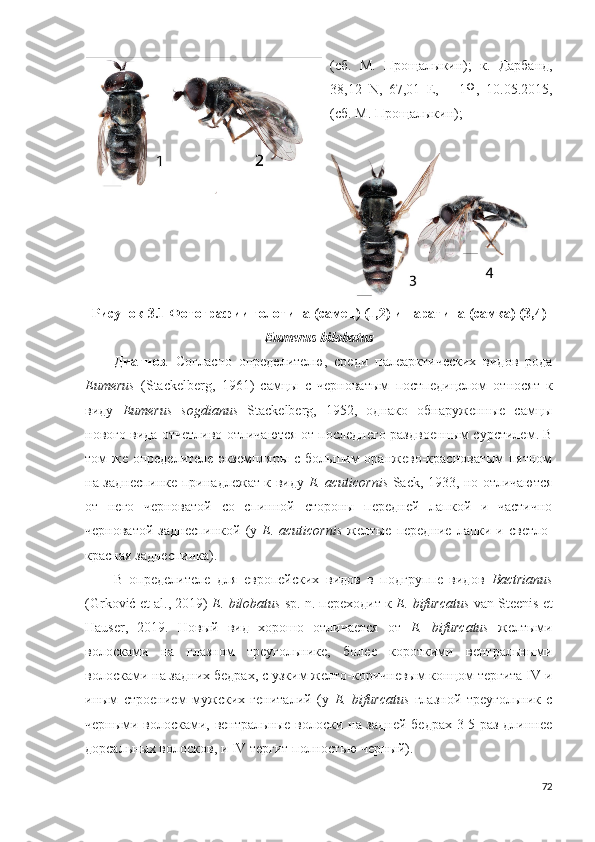 (сб.   М.   Прощалыкин);   к.   Дарбанд,
38,12   N ,   67,01   E ,   –   1♀,   10.05.2015,
(сб. М. Прощалыкин); 
Рисунок 3.1 Фотографии голотипа (самец) (1,2) и паратипа (самка) (3,4)
Eumerus   bilobatus
Диагноз .   Согласно   определителю,   среди   палеарктических   видов   рода
Eumerus   (Stackelberg,   1961)   самцы   с   черноватым   постпедицелом   относят   к
виду   Eumerus   sogdianus   Stackelberg,   1952,   однако   обнаруженные   самцы
нового вида отчетливо отличаются от последнего раздвоенным сурстилем. В
том же определителе  экземпляры с большим  оранжево-красноватым пятном
на заднеспинке принадлежат к виду   E. acuticornis   Sack, 1933, но отличаются
от   него   черноватой   со   спинной   стороны   передней   лапкой   и   частично
черноватой  заднеспинкой (у   E. acuticornis   желтые передние лапки и светло-
красная заднеспинка).
В   определителе   для   европейских   видов   в   подгруппе   видов   Bactrianus
(Grkoić et  al ., 2019)  E .  bilobatus   sp .  n . переходит к  E .  bifurcatus   van   Steenis   et
Hauser ,   2019.   Новый   вид   хорошо   отличается   от   E.   bifurcatus   желтыми
волосками   на   глазном   треугольнике,   более   короткими   вентральными
волосками на задних бедрах, с узким желто-коричневым концом тергита IV и
иным   строением   мужских   гениталий   (у   E.   bifurcatus   глазной   треугольник   с
черными волосками, вентральные волоски на задней бедрах 3-5 раз длиннее
дорсальных волосков, и IV тергит полностью черный).
72 