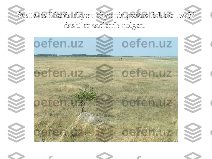 Pasttekisliklarda ahyon-ahyonda  pushta   deb ataluvchi 
dashtlar saqlanib qolgan.  