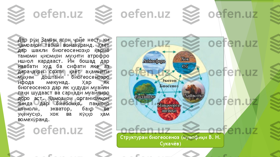 Дар	р	ӯи	Замин	ягон	ҷойе	нест	,	ки	
ҷамоа	ҳои	таби	ӣ	вонах	ӯранд	.	Ҳ	аёт	
дар	шакли	биогеосеноз	ҳо	қариб	
тамоми	қисм	ҳои	му	ҳити	атрофро	
иш	ғол	кардааст	.	Ин	бошад	дар	
навбати	худ	ба	сифати	яке	аз	
дара	ҷаҳои	сохти	ҳаёт	аҳамияти	
му	ҳим	доштани	биогеосенозро	
ифода	мекунад	.	Ҳ	ар	як	
биогеосеноз	дар	як	ҳудуди	муайян	
па	ҳн	шудааст	ва	сар	ҳади	муайянро	
доро	аст	.	Ҷ	амоа	ҳои	организм	ҳои	
зинда	дар	биёбон	ҳо	,	па	ҳно	ҳо	
шимол	ӣ	,	экватор,	ба	ҳр	ва	
уқёнус	ҳо	,	хок	ва	кӯҳҳ	о	ҳам	
вомех	ӯранд	.	
Структураи биогеосеноз (мувофи	қи В. Н. 	
Сукачёв)  