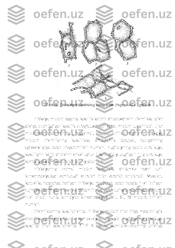 18-rasm.  Q ora kuya zamburu g’ining ichki (regressiv) o‘zgarishi.
Infeksiya miqdori deganda-kasallik keltirib chiqaruvchisini  o‘simlikka   ta’sir
etishga qodir bo‘lgan kasallik qo‘zg‘atuvchilari spora .miqdori   tushiniladi.   Ular
miqdoriga   qarab   minimal,   maksimal,   optimal   bo‘lishi   mumkin.   Infeksiya
miqdori   o‘simlikning   kasallikka   chidamlilik   darajasi,   patogenning
agressivligiga   qarab   o‘zgartirilishi   mumkin.   Bug‘doyning   qattiq   qora   kuya
kasalligini  kelib   chiqishini sinash uchun 1 kg bug‘doy urug‘iga 1-10 g qora kuya
zamburug‘i  xlamidosporalaridan foydalaniladi.
Infeksiyaning   optimal   miqdori   kasallikka   chidamsiz   navni   turli
konsentratsiyadagi   zamburug‘   sporalari   bilan   zararlab   aniqlanadi.   Masalan,
kartoshka   barglariga   berilgan   infeksiya   miqdoriga   qarab   bargda   hosil   bo‘lgan
bujmayishlar miqdori navning chidamliligiga qarab turlicha miqdorda belgilarni
hosil   qiladi.   Bunda   konidiylar   konsentratsiyasi   100,   50,   25   miqdora   bo‘lishi
mumkin.
O‘simliklarning kasallanishida   infeksiya miqdori bilan birga meteorologik
sharoit va agrotexnik faktorlar xam asosiy rol o‘ynaydi. Bug‘doyning qora kuya
kasalligi   bilan   kasallanishida   6-13 0
  S   harorat   xlamidosporalarning   unishiga 