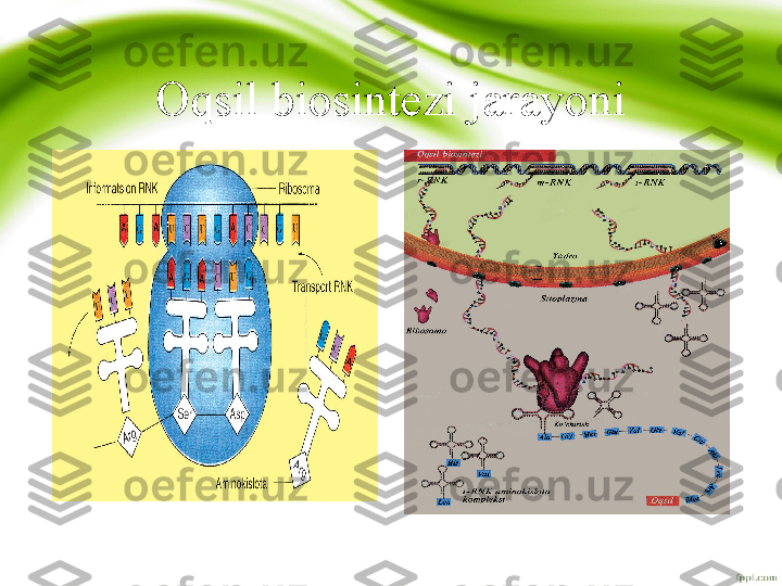 Oqsil biosintezi jarayoni 