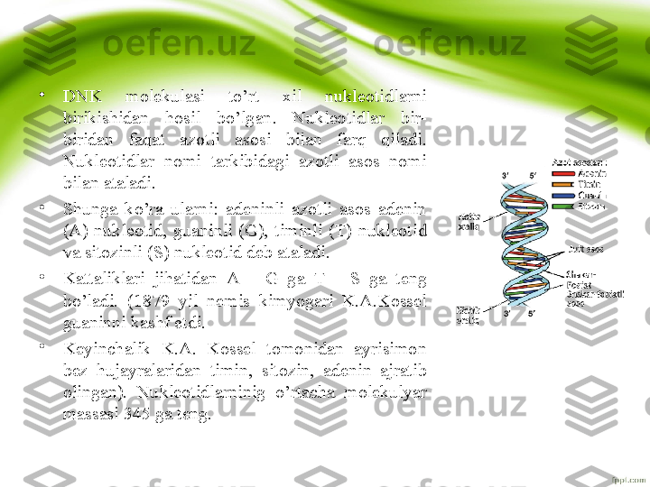 •
DNK  molekulasi  to’rt  xil  nukleotidlarni 
birikishidan  hosil  bo’lgan.  Nukleotidlar  bir-
biridan  faqat  azotli  asosi  bilan  farq  qiladi. 
Nukleotidlar  nomi  tarkibidagi  azotli  asos  nomi 
bilan ataladi. 
•
Shunga  ko’ra  ularni:  adeninli  azotli  asos  adenin 
(A)  nukleotid,  guaninli  (G),  timinli  (T)  nukleotid 
va sitozinli (S) nukleotid deb ataladi. 
•
Kattaliklari  jihatidan  A  -  G  ga  T  -  S  ga  teng 
bo’ladi.  (1879  yil  nemis  kimyogari  K.A.Kossel 
guaninni kashf etdi. 
•
Keyinchalik  K.A.  Kossel  tomonidan  ayrisimon 
bez  hujayralaridan  timin,  sitozin,  adenin  ajratib 
olingan).  Nukleotidlarninig  o’rtacha  molekulyar 
massasi 345 ga teng. 