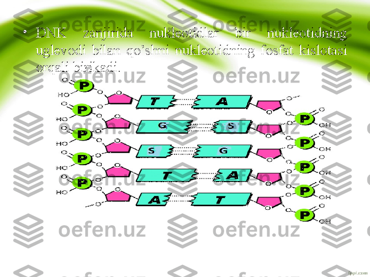 •
DNK  zanjirida  nukleotidlar  bir  nukleotidning 
uglevodi  bilan  qo’shni  nukleotidning  fosfat  kislotasi 
orqali birikadi.  