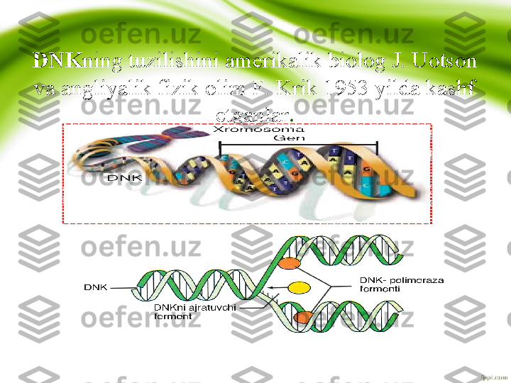 DNK ning tuzilishini amerikalik biolog J. Uotson 
va angliyalik fizik olim F. Krik 1953 yilda kashf 
etganlar .
•
DNK reduplikatsiyasi 