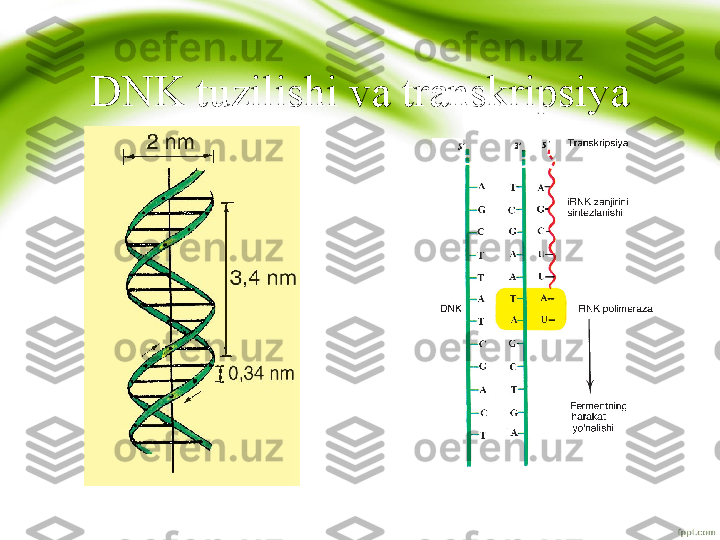 DNK tuzilishi va transkripsiya 