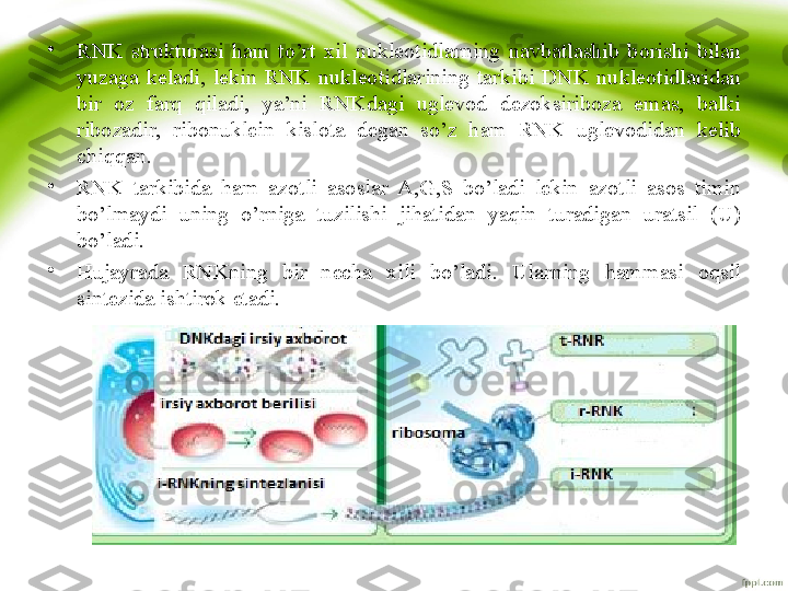 •
RNK  strukturasi  ham  to’rt  xil  nukleotidlarning  navbatlashib  borishi  bilan 
yuzaga  keladi,  lekin  RNK  nukleotidlarining  tarkibi  DNK  nukleotidlaridan 
bir  oz  farq  qiladi,  ya’ni  RNKdagi  uglevod  dezoksiriboza  emas,  balki 
ribozadir,  ribonuklein  kislota  degan  so’z  ham  RNK  uglevodidan  kelib 
chiqqan. 
•
RNK  tarkibida  ham  azotli  asoslar  A,G,S  bo’ladi  lekin  azotli  asos  timin 
bo’lmaydi  uning  o’rniga  tuzilishi  jihatidan  yaqin  turadigan  uratsil  (U) 
bo’ladi.
•
Hujayrada  RNKning  bir  necha  xili  bo’ladi.  Ularning  hammasi  oqsil 
sintezida ishtirok etadi. 