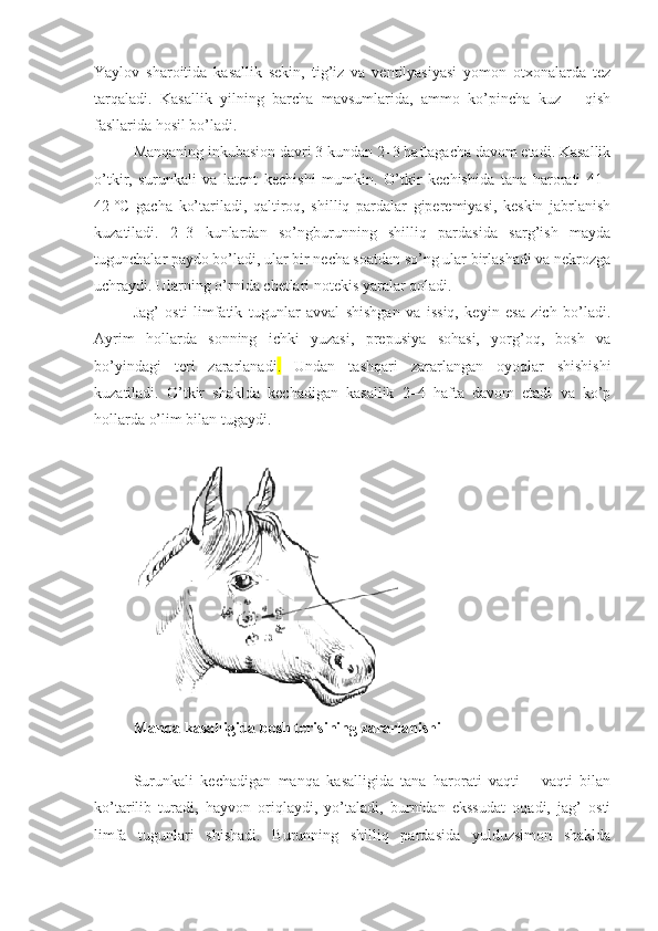 Yaylov   sharoitida   kasallik   sekin,   tig’iz   va   ventilyasiyasi   yomon   otxonalarda   tez
tarqaladi.   Kasallik   yilning   barcha   mavsumlarida,   ammo   ko’pincha   kuz   –   qish
fasllarida hosil bo’ladi.
Manqaning inkubasion davri 3 kundan 2–3 haftagacha davom etadi. Kasallik
o’tkir,   surunkali   va   latent   kechishi   mumkin.   O’tkir   kechishida   tana   harorati   41–
42   °C   gacha   ko’tariladi,   qaltiroq,   shilliq   pardalar   giperemiyasi,   keskin   jabrlanish
kuzatiladi.   2–3   kunlardan   so’ngburunning   shilliq   pardasida   sarg’ish   mayda
tugunchalar paydo bo’ladi, ular bir necha soatdan so’ng ular birlashadi va nekrozga
uchraydi. Ularning o’rnida chetlari notekis yaralar qoladi. 
Jag’   osti   limfatik   tugunlar   avval   shishgan   va   issiq,   keyin   esa   zich   bo’ladi.
Ayrim   hollarda   sonning   ichki   yuzasi,   prepusiya   sohasi,   yorg’oq,   bosh   va
bo’yindagi   teri   zararlanadi .   Undan   tashqari   zararlangan   oyoqlar   shishishi
kuzatiladi.   O’tkir   shaklda   kechadigan   kasallik   2–4   hafta   davom   etadi   va   ko’p
hollarda o’lim bilan tugaydi.
 
Manqa kasalligida bosh terisining zararlanishi
Surunkali   kechadigan   manqa   kasalligida   tana   harorati   vaqti   –   vaqti   bilan
ko’tarilib   turadi,   hayvon   oriqlaydi,   yo’taladi,   burnidan   ekssudat   oqadi,   jag’   osti
limfa   tugunlari   shishadi.   Burunning   shilliq   pardasida   yulduzsimon   shaklda 