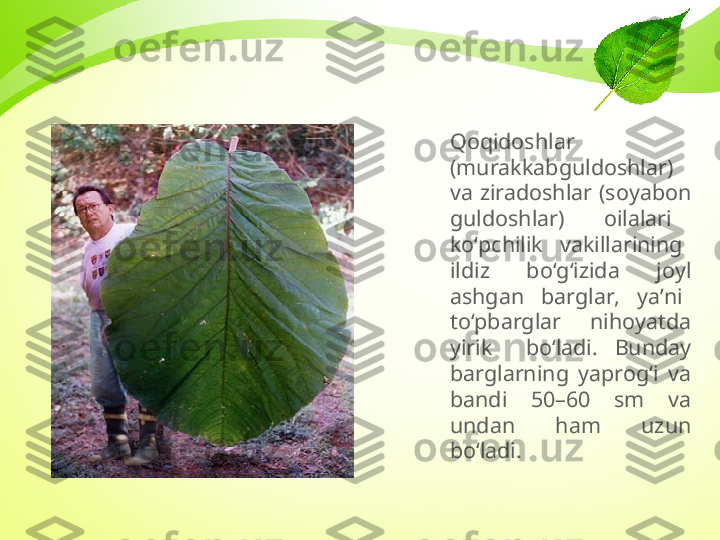 Qoqidoshlar 
(murakkabguldoshlar) 
va  ziradoshlar  (soyabon 
guldoshlar)    oilalari   
ko‘pchilik    vakillarining   
ildiz  bo‘g‘izida  joyl 
ashgan    barglar,    ya’ni   
to‘pbarglar    nihoyatda 
yirik    bo‘ladi.  Bunday 
barglarning  yaprog‘i  va 
bandi  50–60  sm  va 
undan  ham  uzun 
bo‘ladi. 