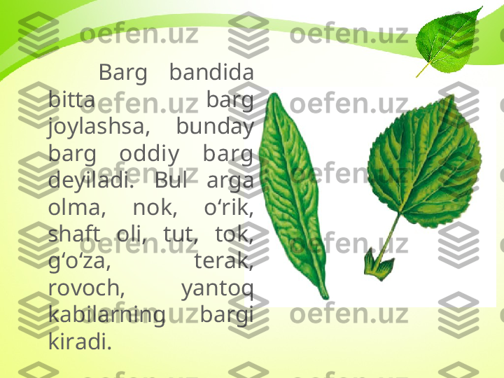 Barg  bandida 
bitta  barg 
joylashsa,  bunday 
barg  oddiy   barg  
deyiladi.  Bul  arga 
olma,  nok,  o‘rik, 
shaft  oli,  tut,  tok, 
g‘o‘za,  terak, 
rovoch,  yantoq 
kabilarning  bargi 
kiradi. 